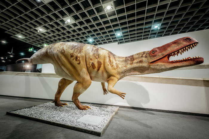 Der größte Raubsaurier Deutschlands, das "Monster von Minden" ist im LWL-Museum für Naturkunde in Münster als lebensechte Rekonstruktion zu sehen. Foto: LWL/Steinweg
