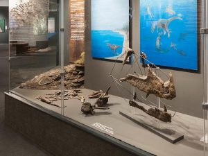 Die fossilen Original-Knochen des Raubsauriers "Monster von Minden". Foto: LWL/Steinweg