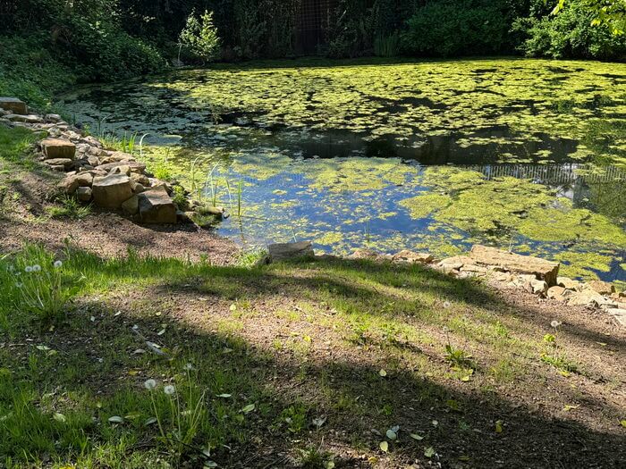 Der Quellteich des ehemaligen Festungsgrabens unterhalb der Villa Leonardi wurde wieder stärker in den Mittelpunkt des Mindener Glacis' gerückt. Foto: Hans-Jürgen Amtage